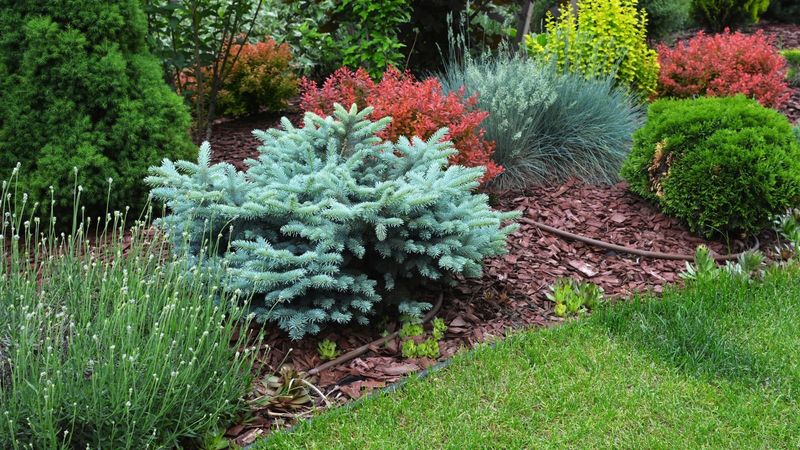 Ignoring Plant Maturity and Size