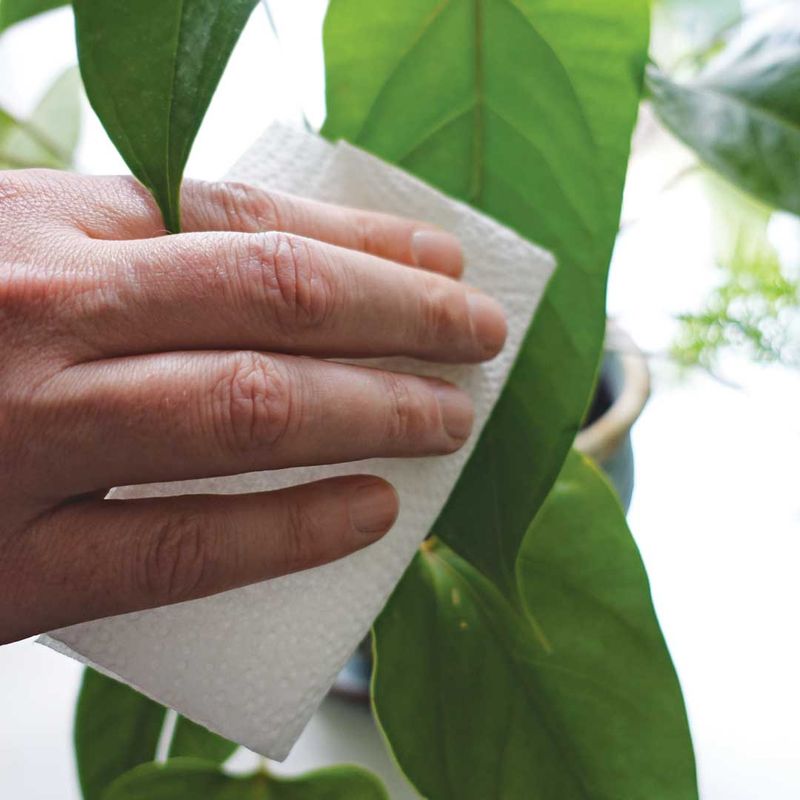 Ignoring Plant Needs