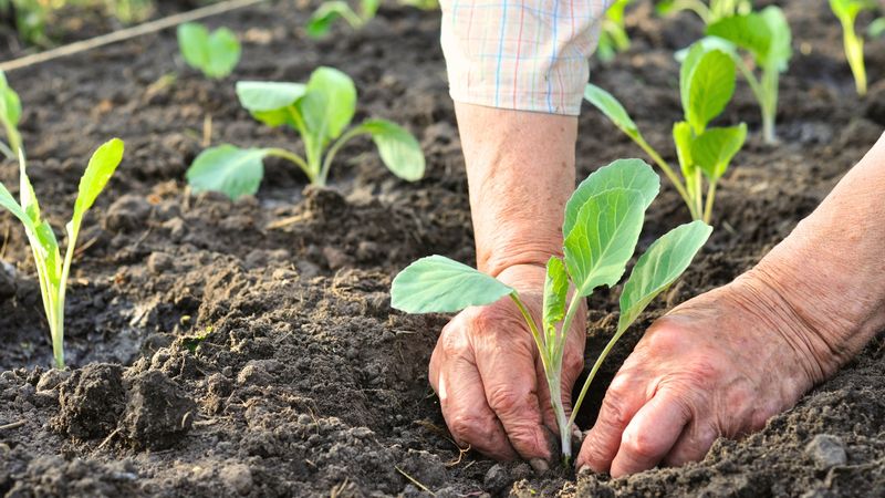 Ignoring Plant Spacing