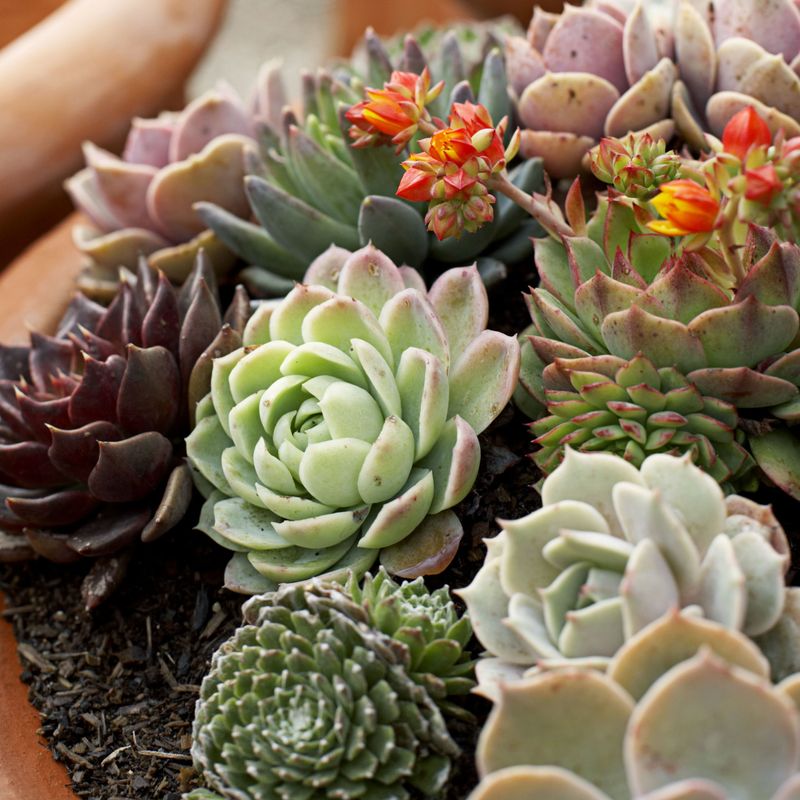 Ignoring Plant-Specific Needs