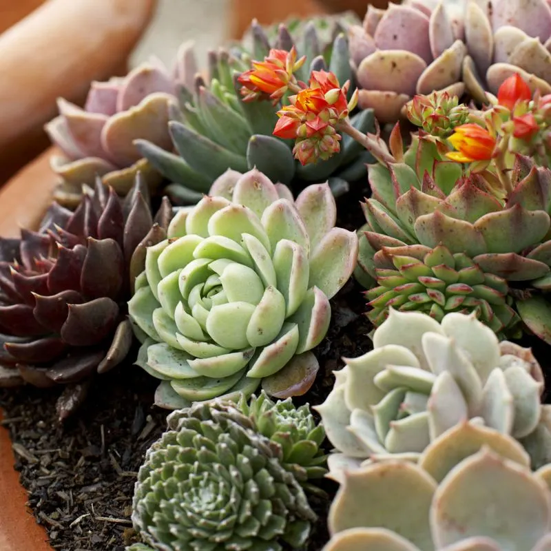 Ignoring Plant-Specific Needs