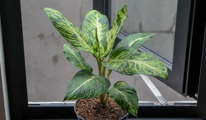 Ignoring Plant Toxicity