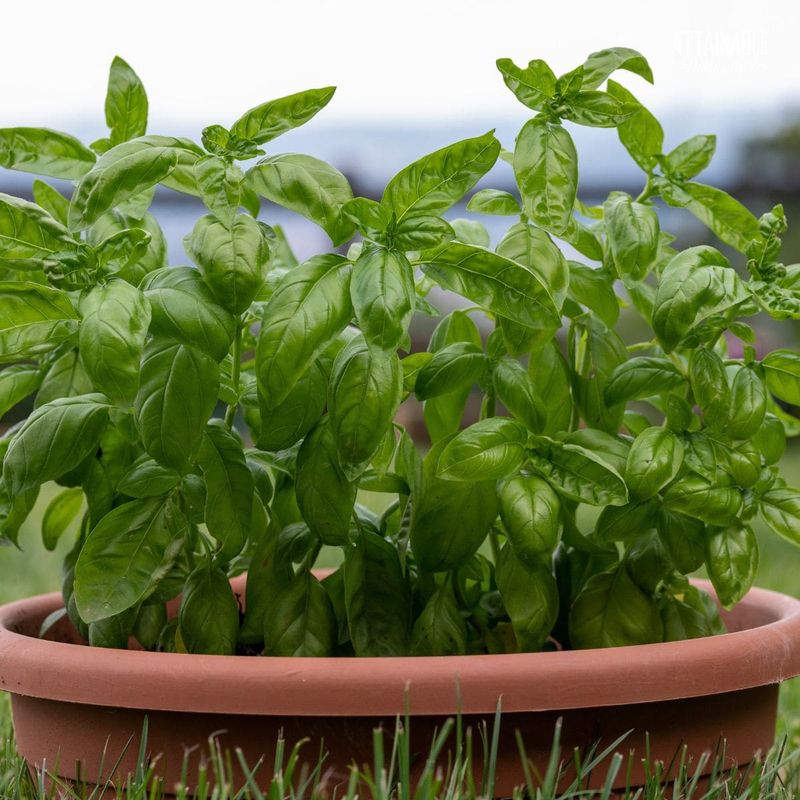 Ignoring Pot Size