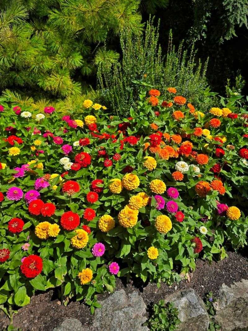 Inconsistent Watering Schedule