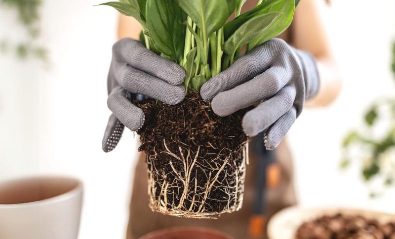 Ignoring Soil Quality