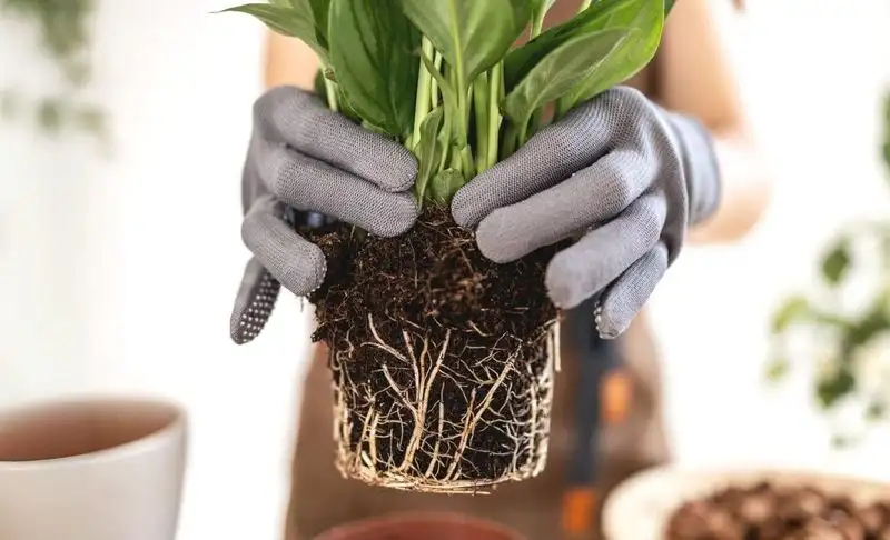 Ignoring Soil Quality