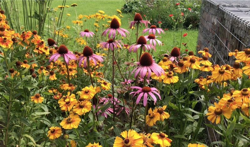 Ignoring Soil Type