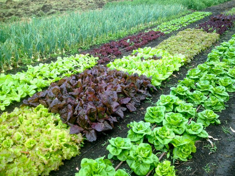 Ignoring Soil pH Levels