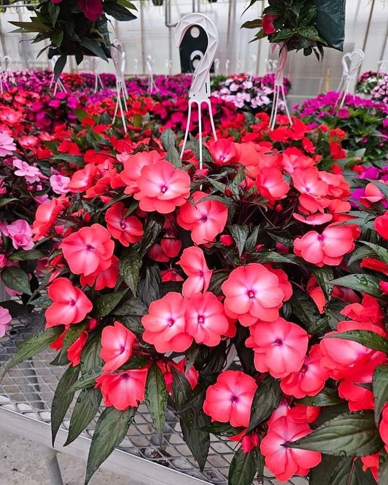 Impatiens