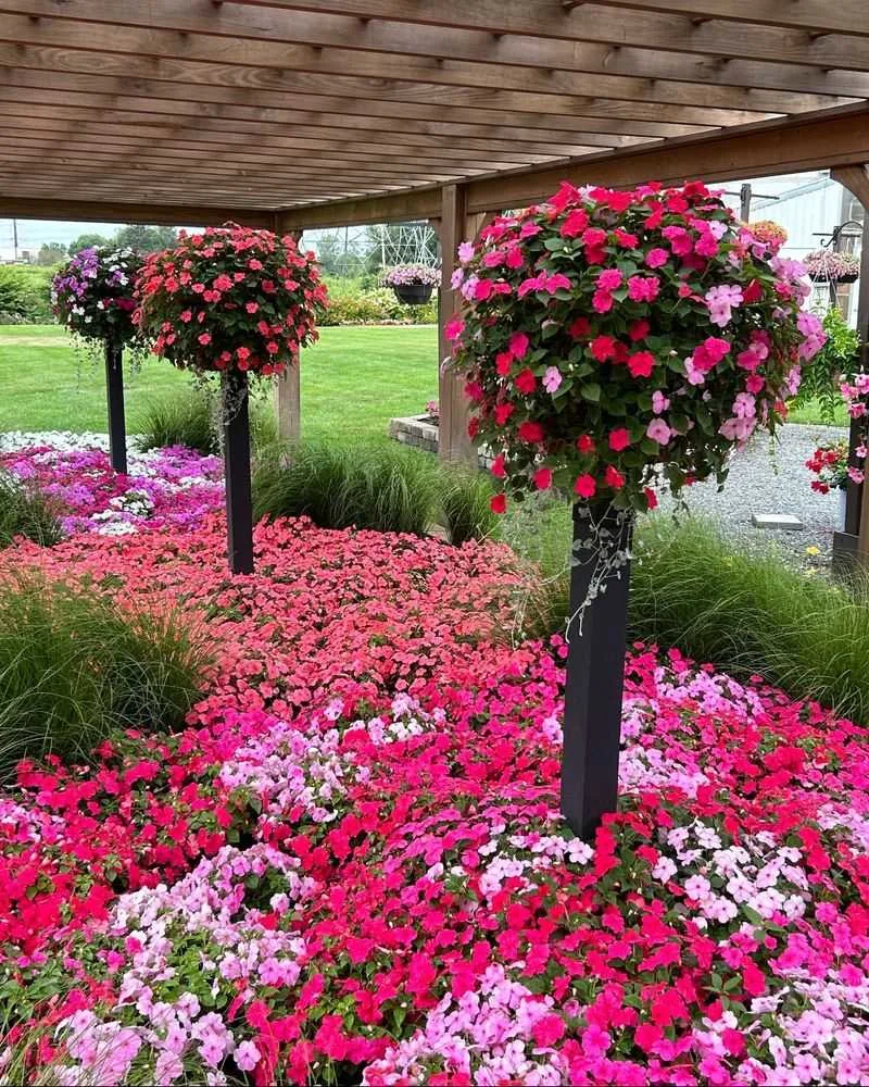 Impatiens