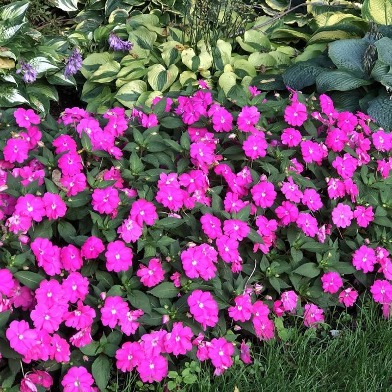 Impatiens