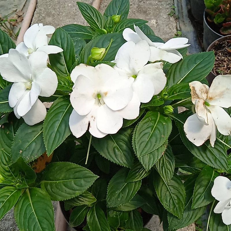 Impatiens