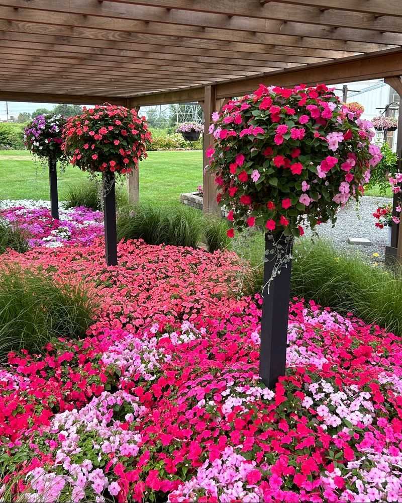 Impatiens Splash