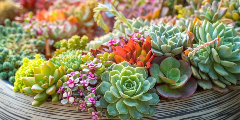 Succulents (e.g., Sedum, Hens and Chicks)