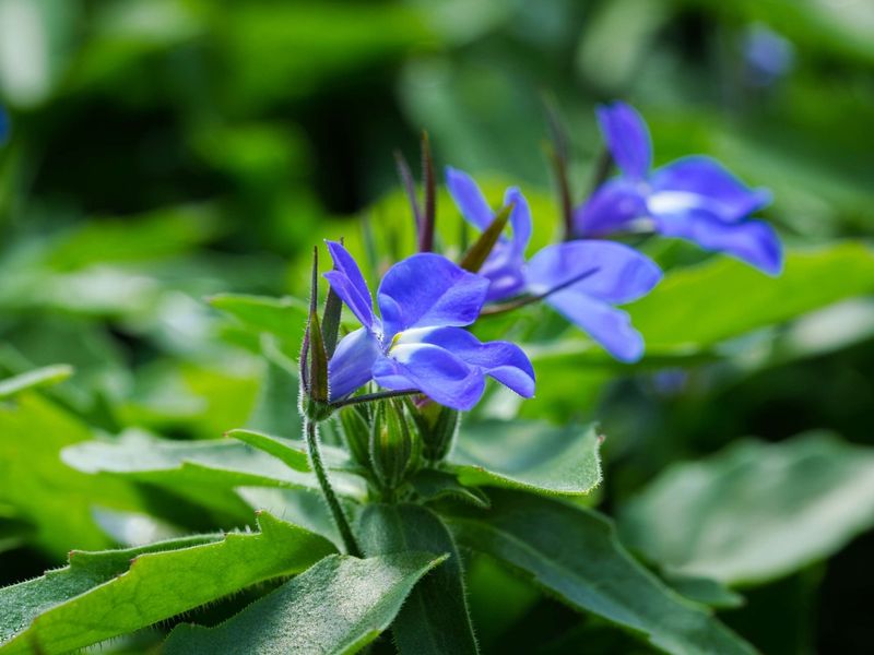 Lobelia (Blue Varieties)