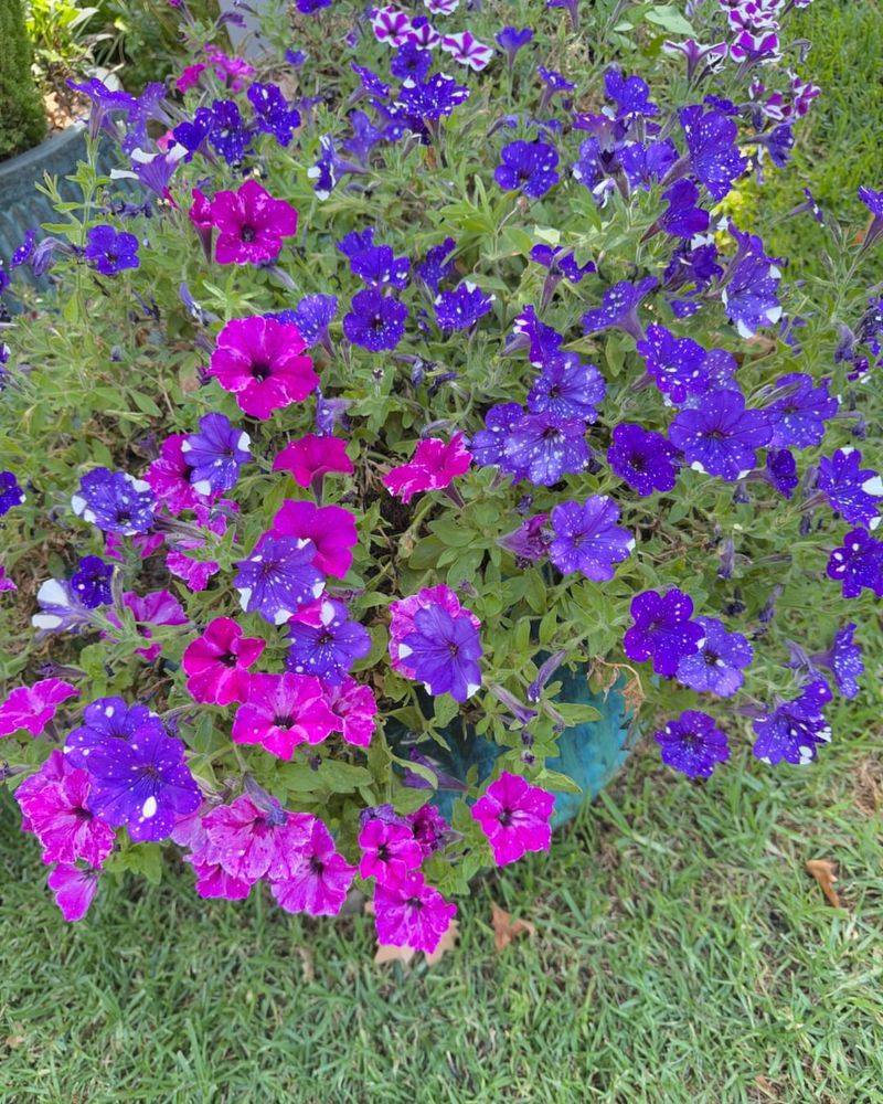 Petunias