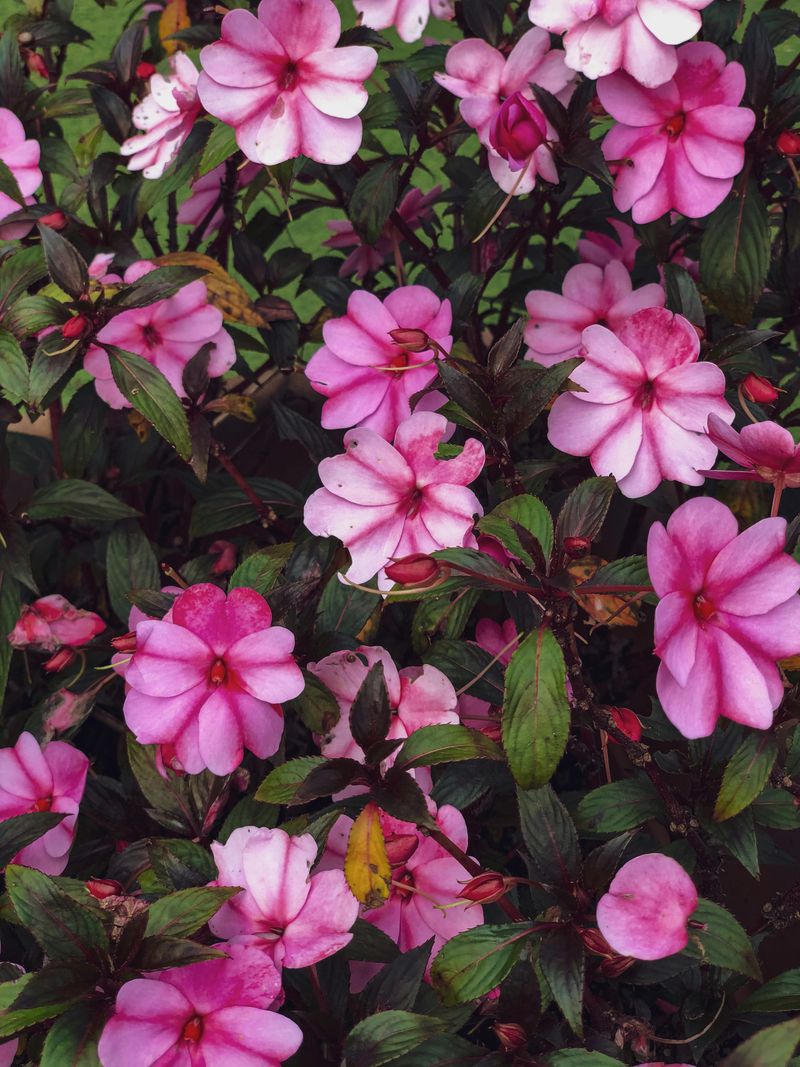 Impatiens