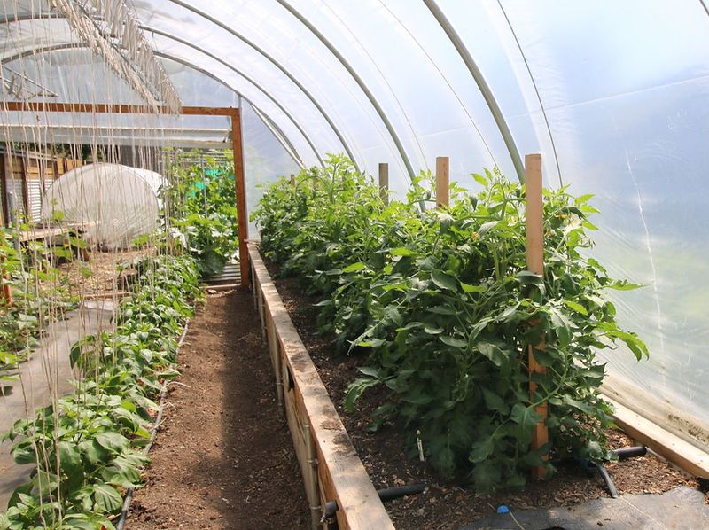 Improper Crop Rotation