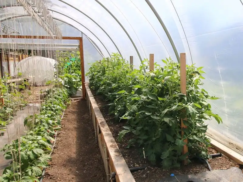 Improper Crop Rotation