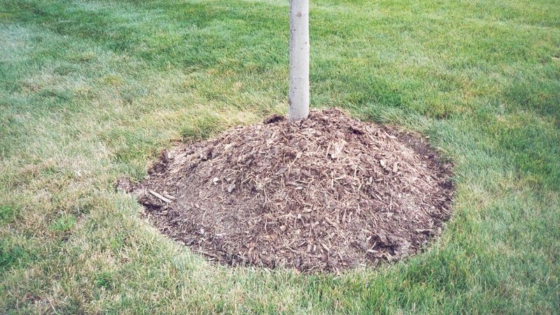 Improper Mulching