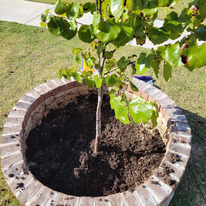 Improper Plant Selection
