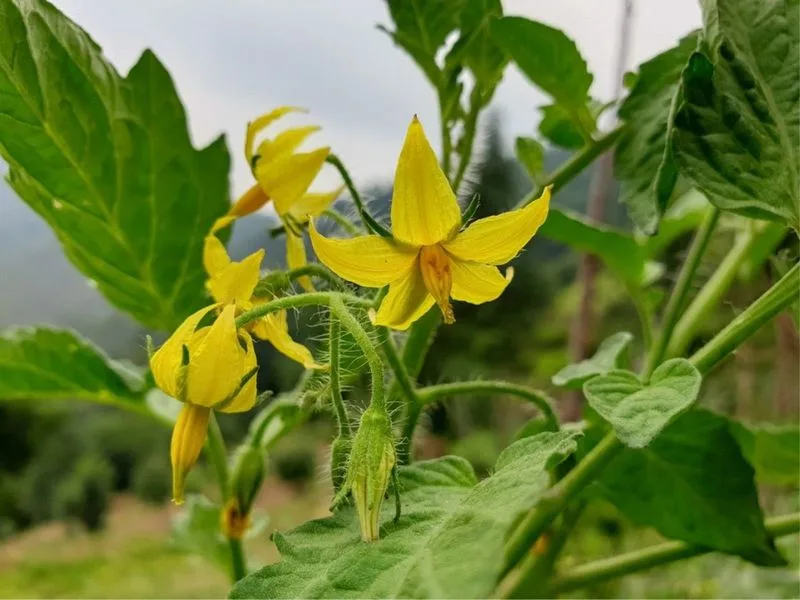 Improper Pollination