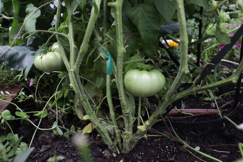 Improper Pruning