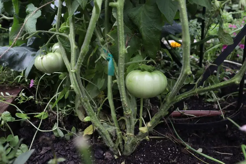 Improper Pruning