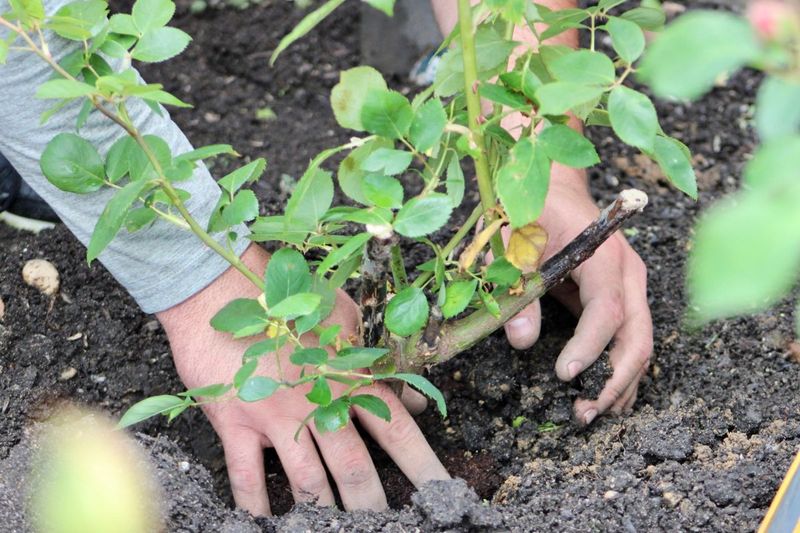 Improper Transplanting