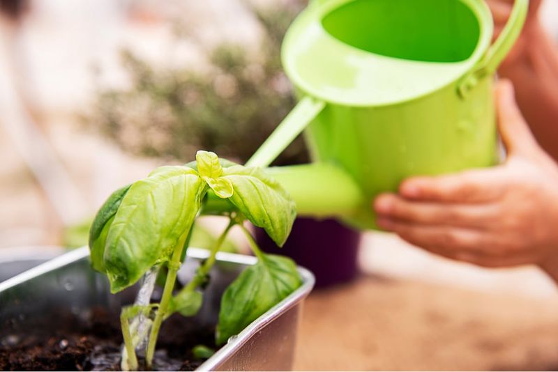 Improper Watering Technique