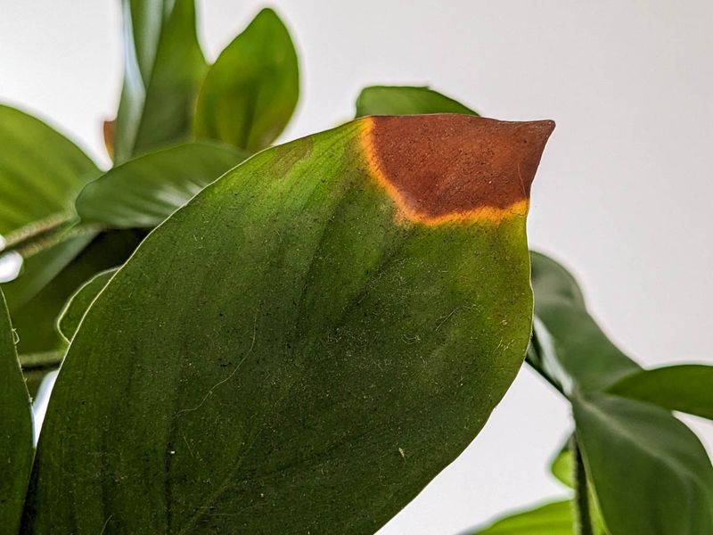 Improper Watering Techniques