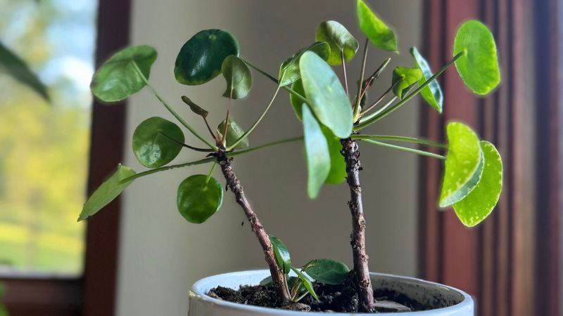 Inadequate Pruning