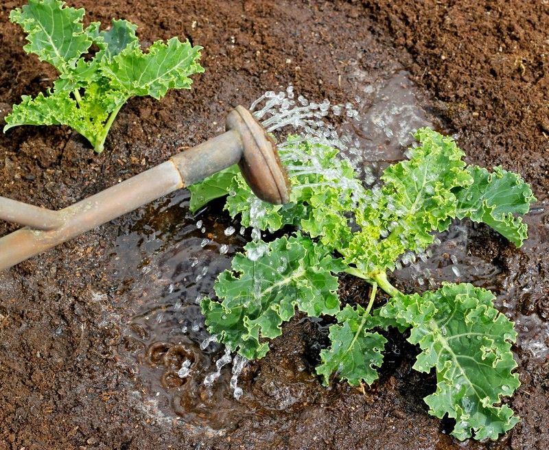 Inadequate Watering Techniques
