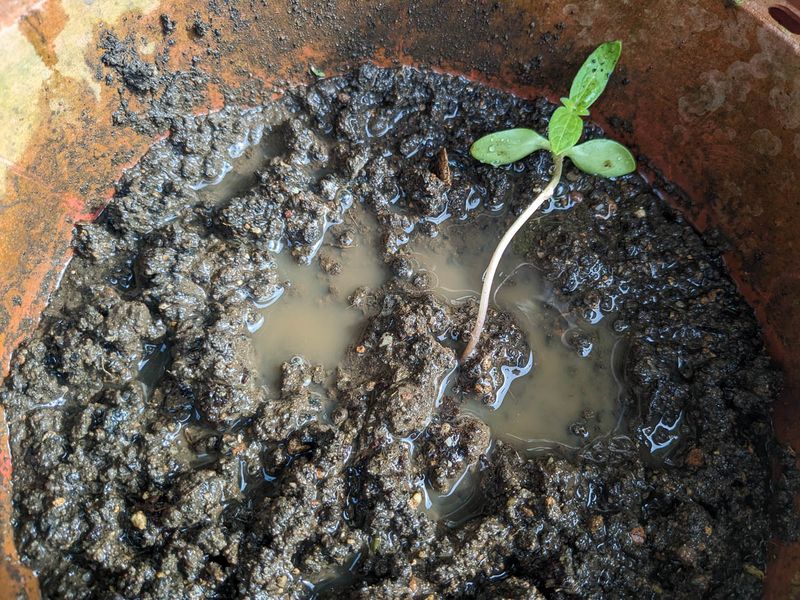 Inconsistent Watering Schedule