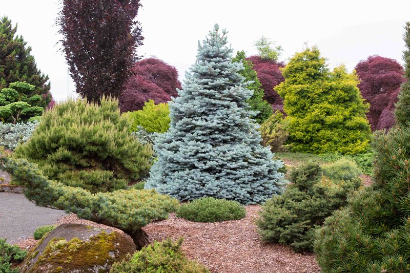 Incorporating Dwarf Conifers