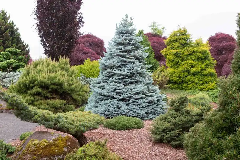 Incorporating Dwarf Conifers