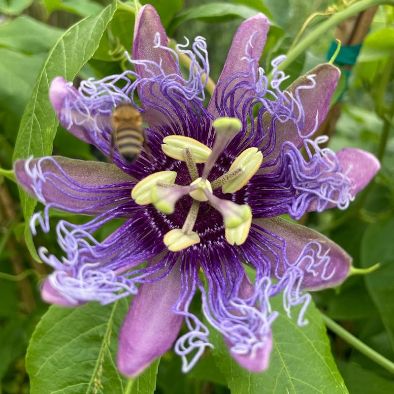 Incorporating Flowering Vines