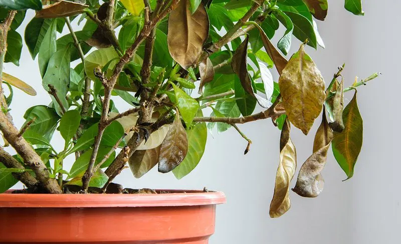 Increase Humidity
