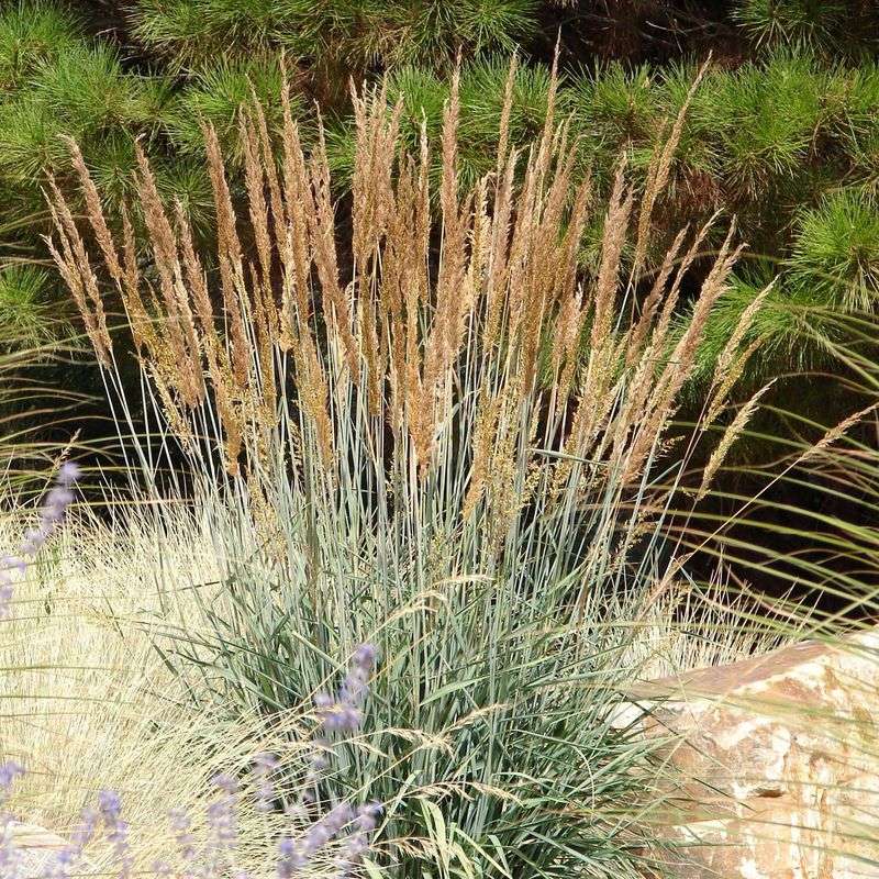 Indian Grass