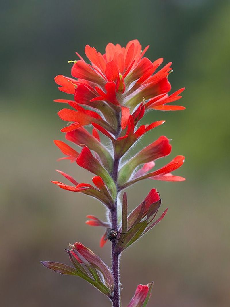 Indian Paintbrush (Castilleja coccinea)
