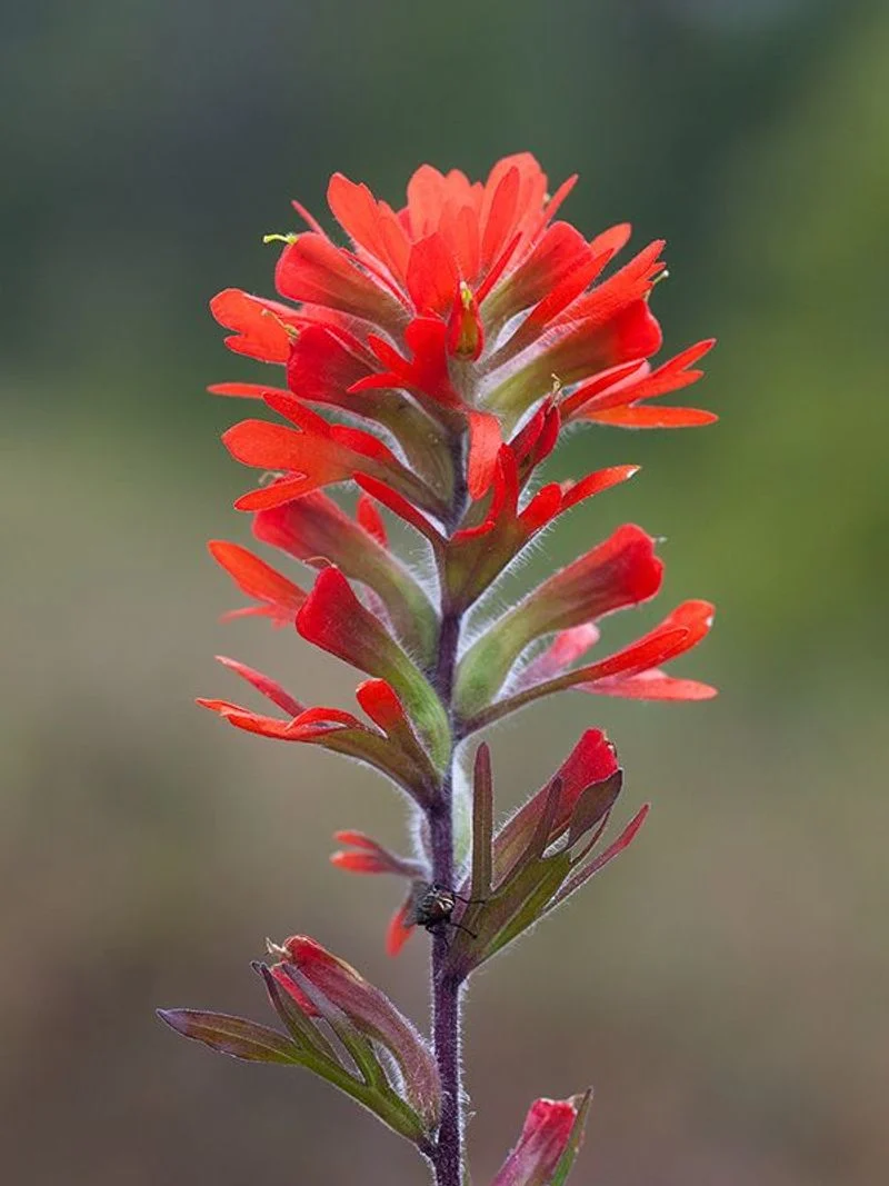 Indian Paintbrush (Castilleja coccinea)