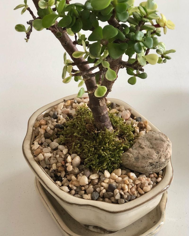 Indoor Bonsai