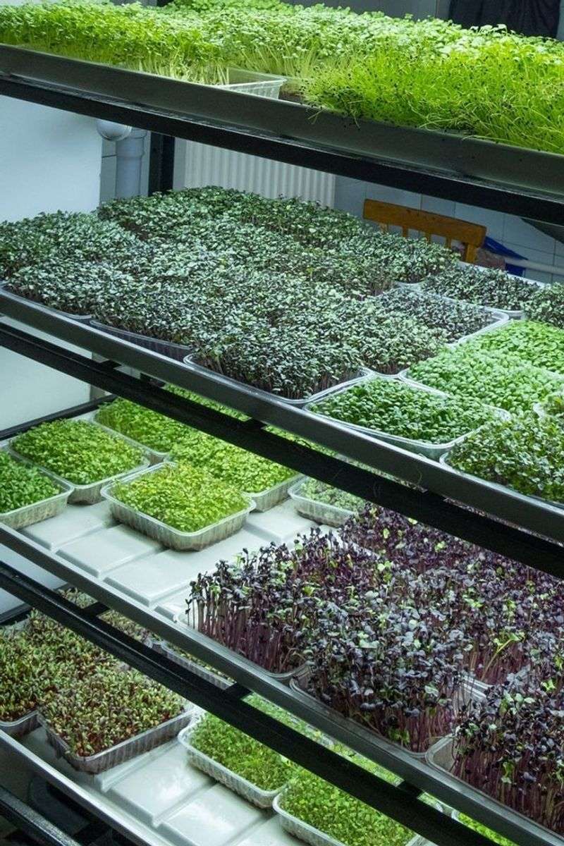 Indoor Microgreens