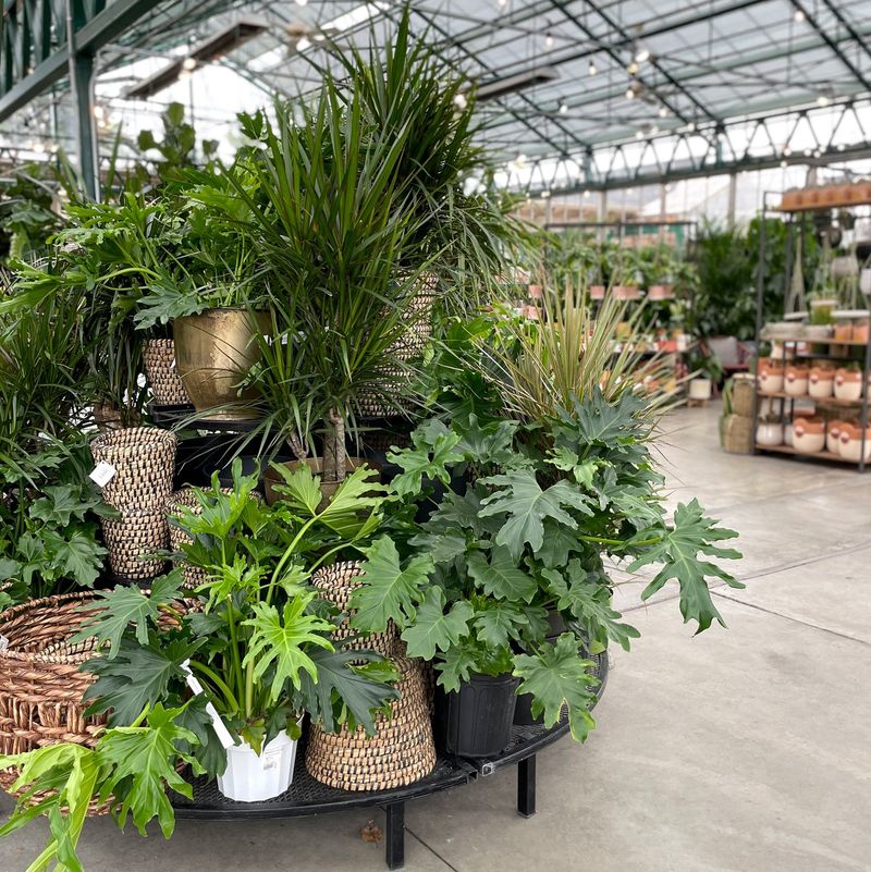 Indoor Plant Selections