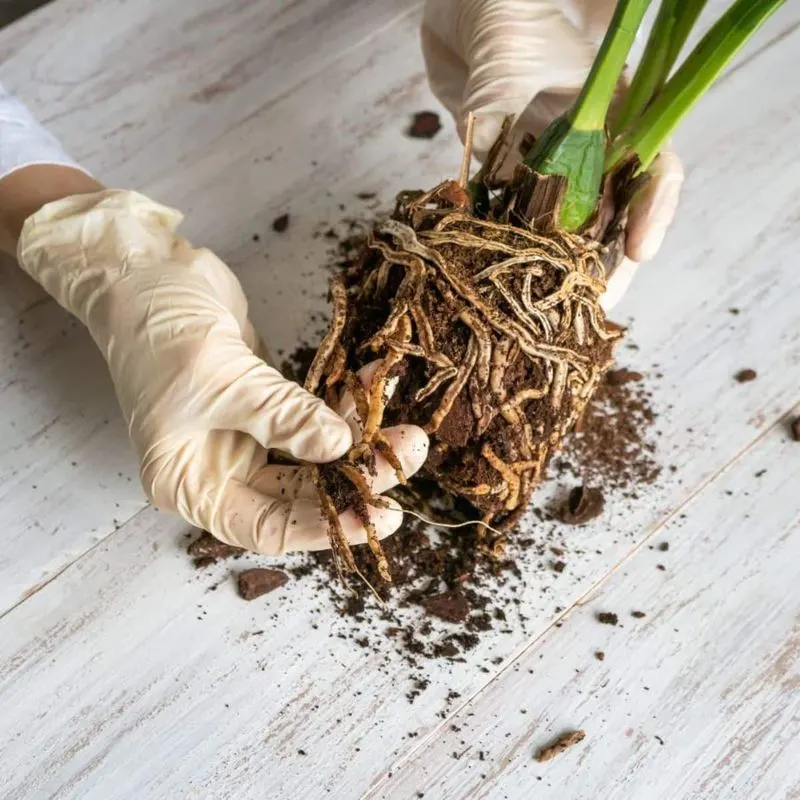 Inspect Roots
