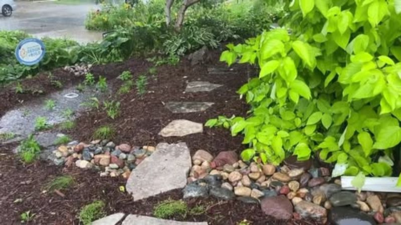 Install a Rain Garden