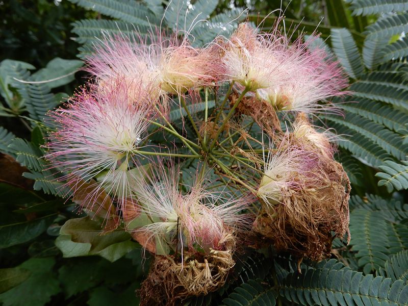 Invasive Exotic Plants