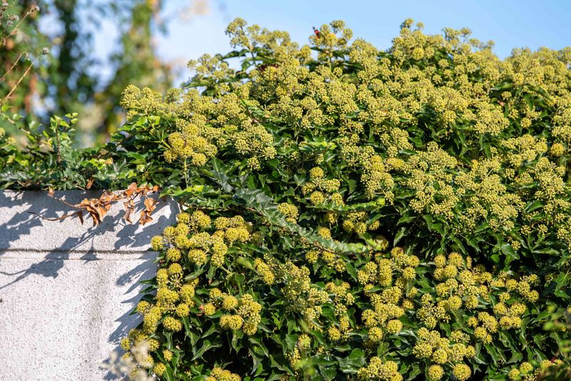 Invasive Plant Species