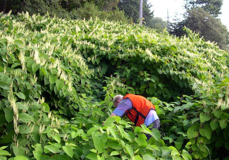 Invasive Species