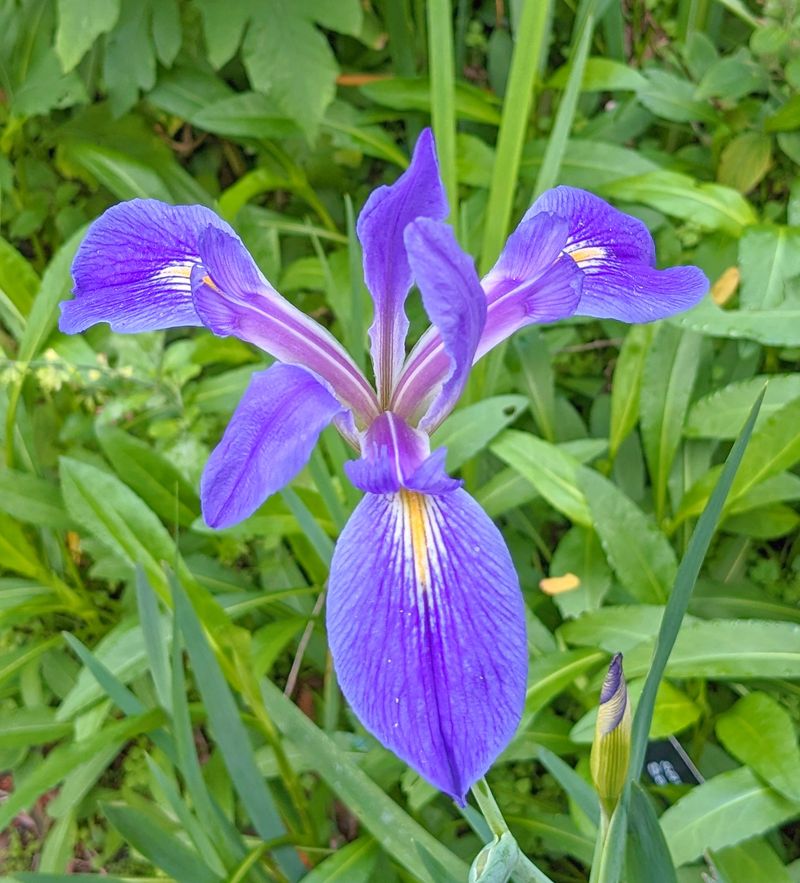 Iris